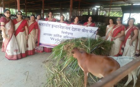 देशना वीरा केंद्र के द्वारा    गौशाला में हरा चारा वितरित किया