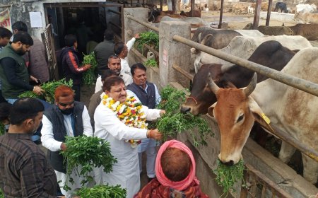 गौ माता की पूजा अर्चना एवं हरा चारा व बिस्किट गुड खिलाकर मनाया सभापति शर्मा का जन्मदिन