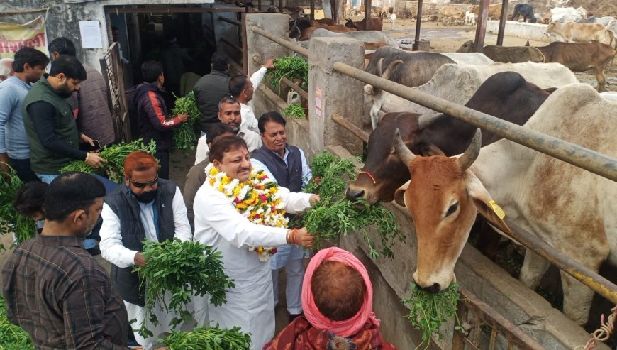 गौ माता की पूजा अर्चना एवं हरा चारा व बिस्किट गुड खिलाकर मनाया सभापति शर्मा का जन्मदिन