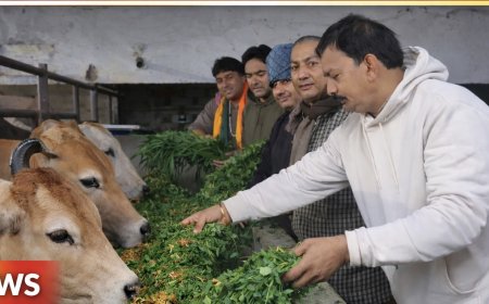 विधायक आक्या के नेतृत्व में गौशाला में गायों को हराचारा व गुड़ खिलाकर मनाया जन्मदिवस