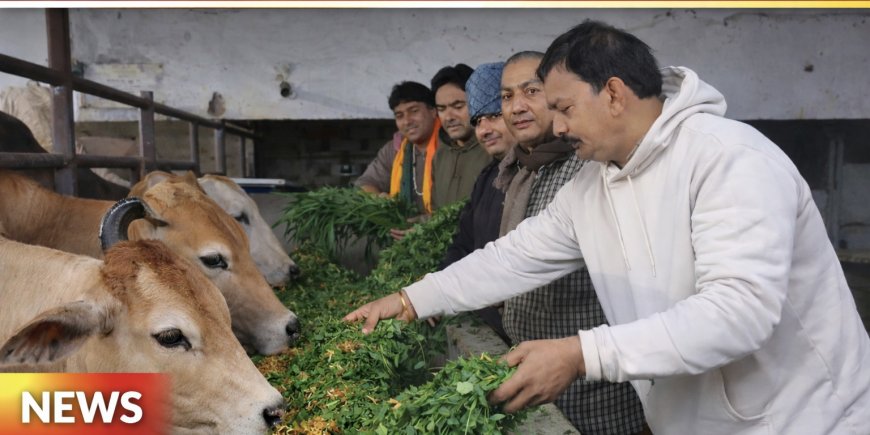 विधायक आक्या के नेतृत्व में गौशाला में गायों को हराचारा व गुड़ खिलाकर मनाया जन्मदिवस
